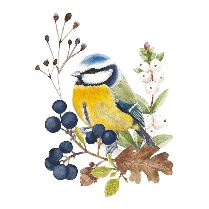 Oiseau en Nature