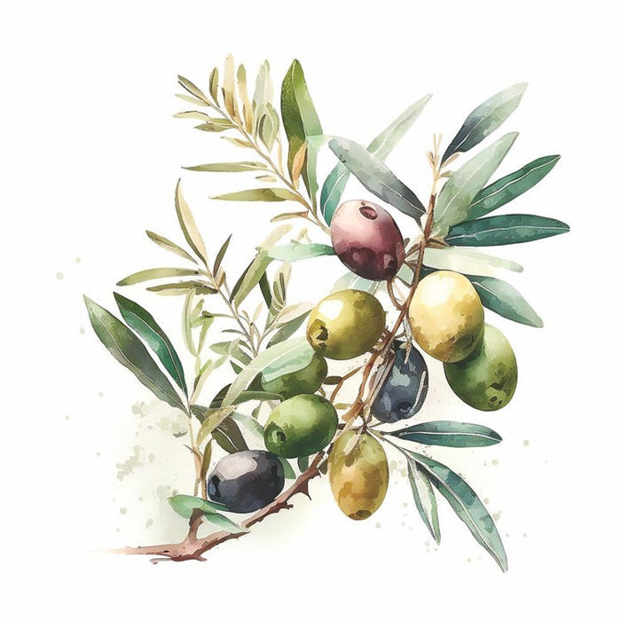 Olive Branch