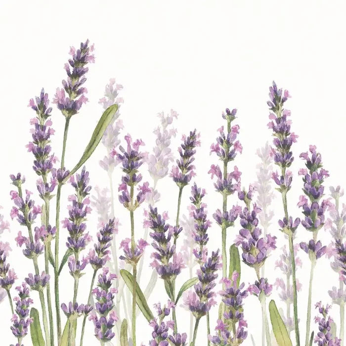 Lavender Shades