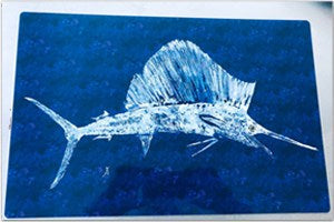 Sailfish on Navy