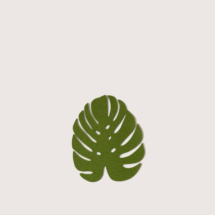 Monstera / Medium